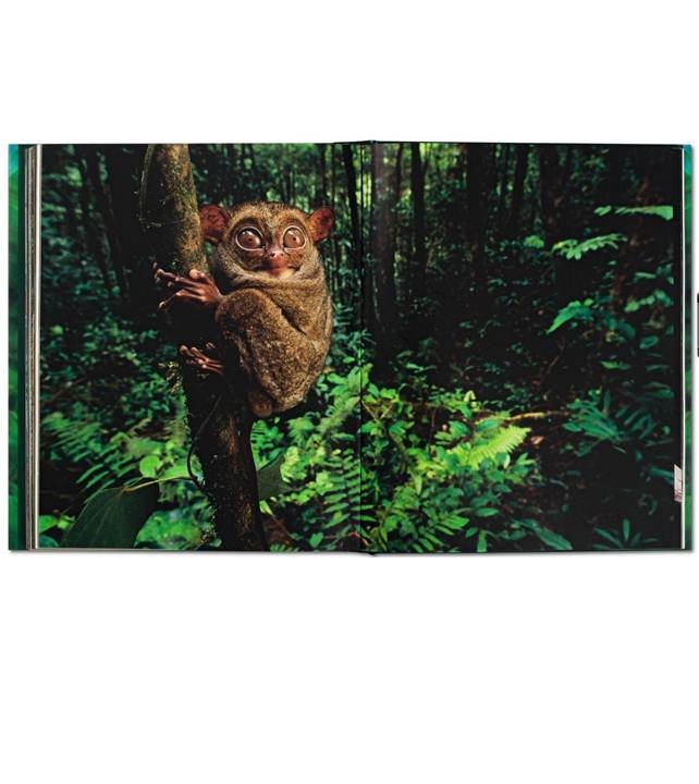 JUNGLES